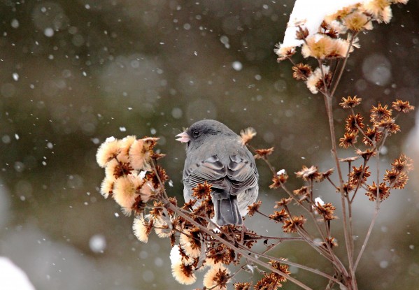 Winter Junco by Deb Oppermann